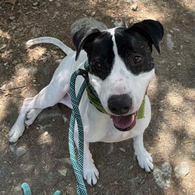 Ruger (C000-193)- Chino Hills Location