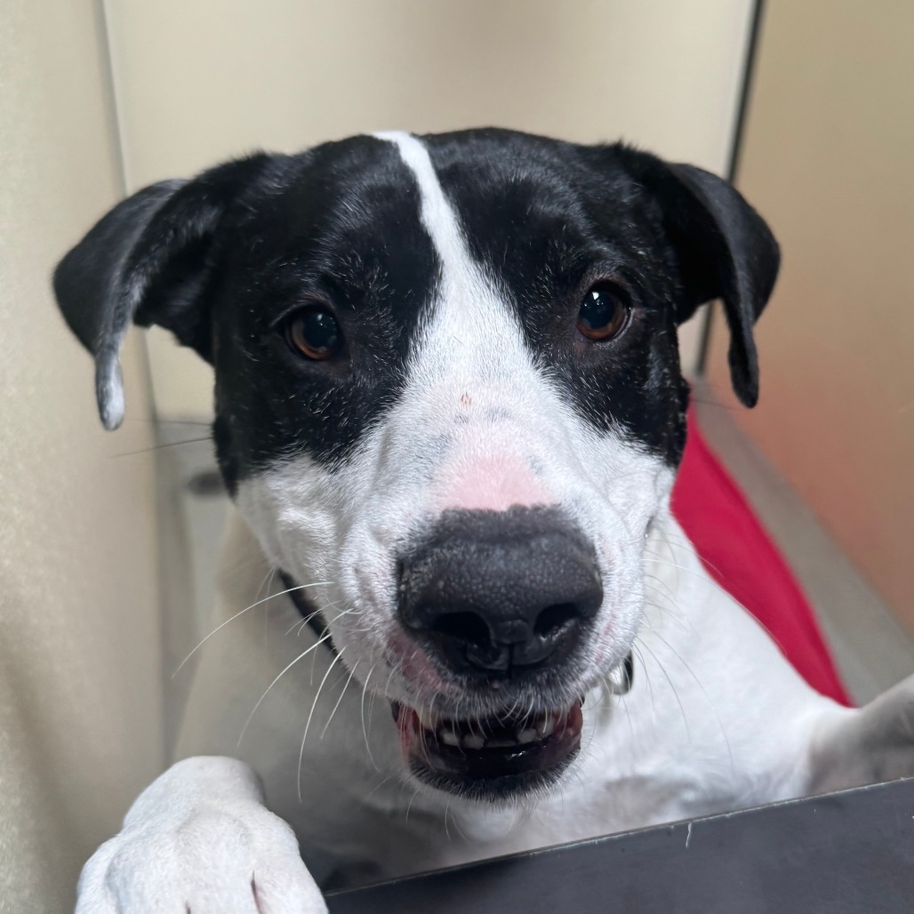 Ruger (C000-193)- Chino Hills Location