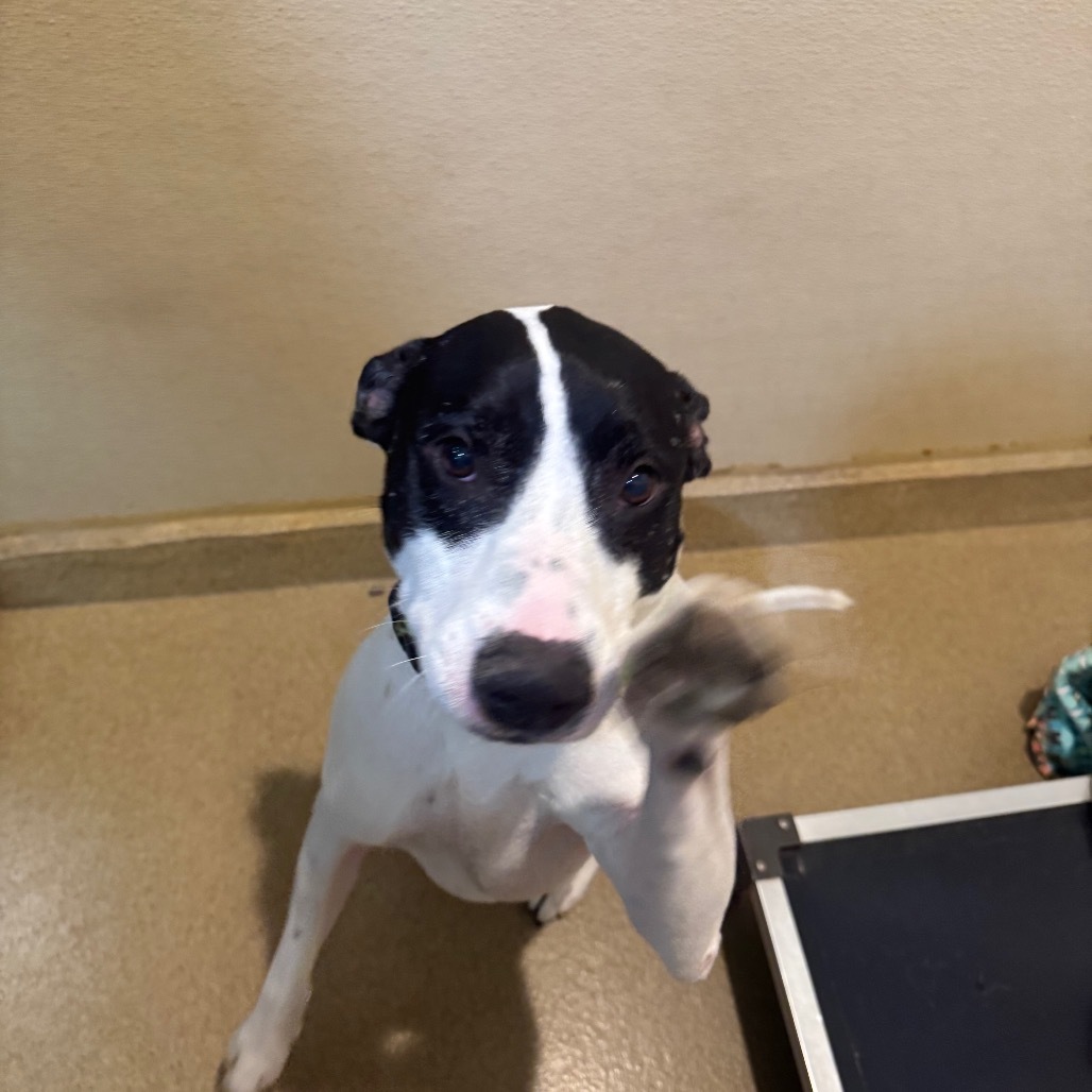 Ruger (C000-193)- Chino Hills Location