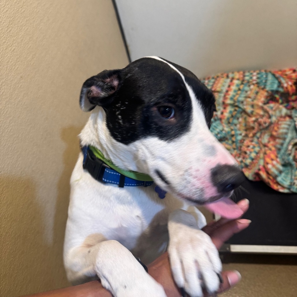 Ruger (C000-193)- Chino Hills Location
