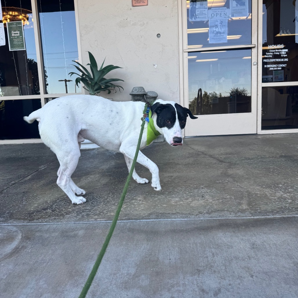 Ruger (C000-193)- Chino Hills Location