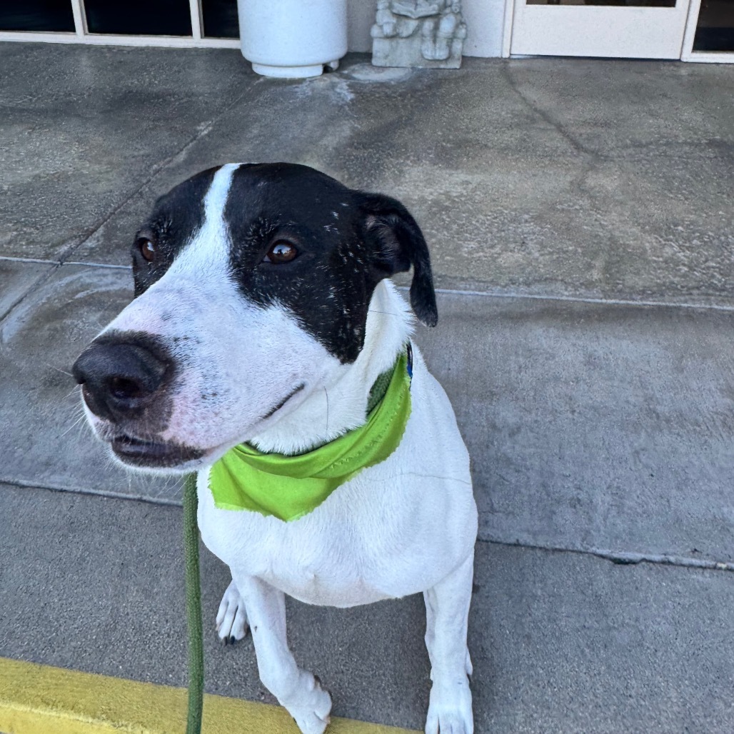 Ruger (C000-193)- Chino Hills Location