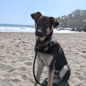 Meet your new best friend Mars This teenage pup is looking for a home where he can continuing growi