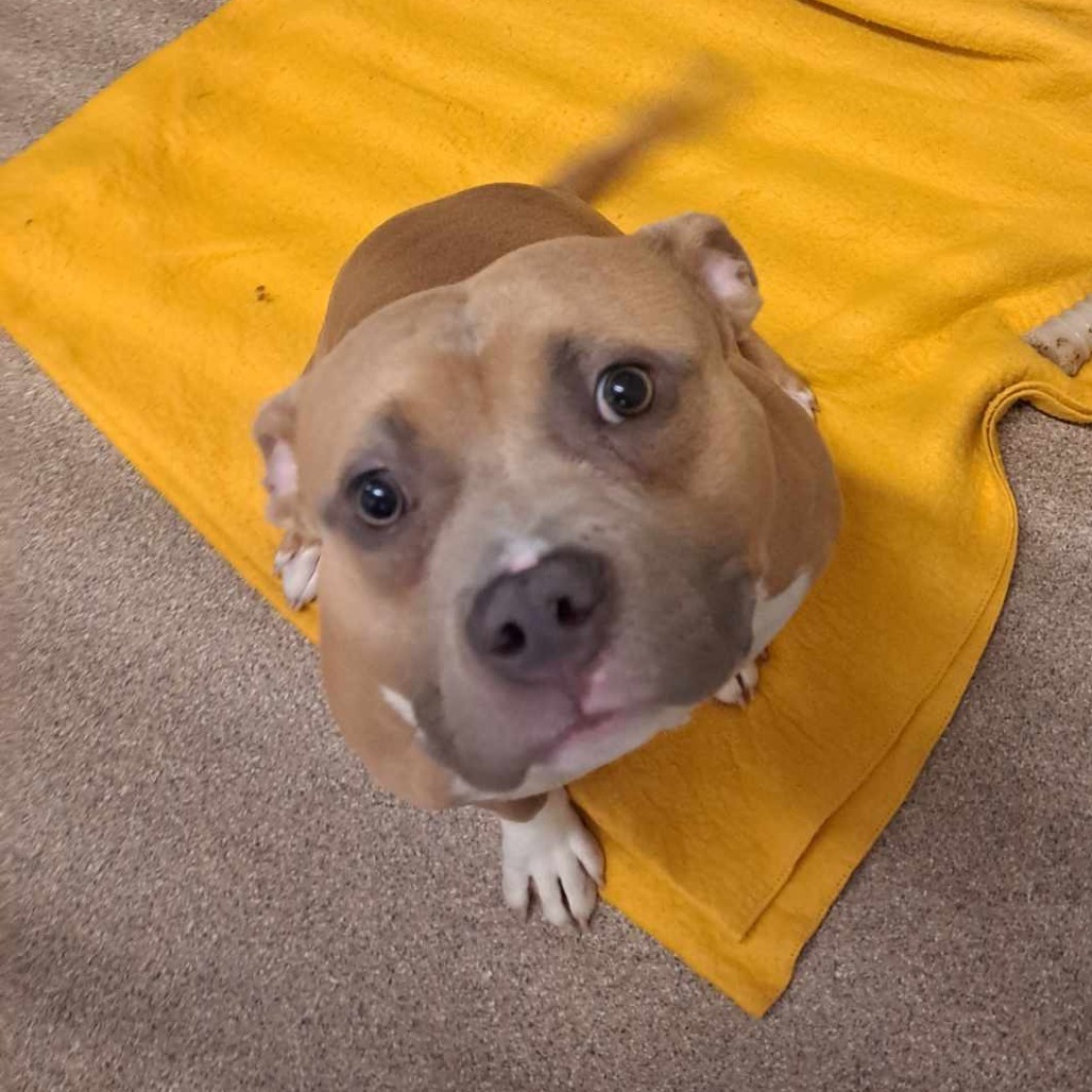Chunk