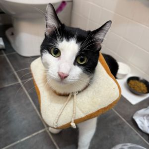 Has your child been looking for their best friend Look no further than sweet gentle Marcus When w