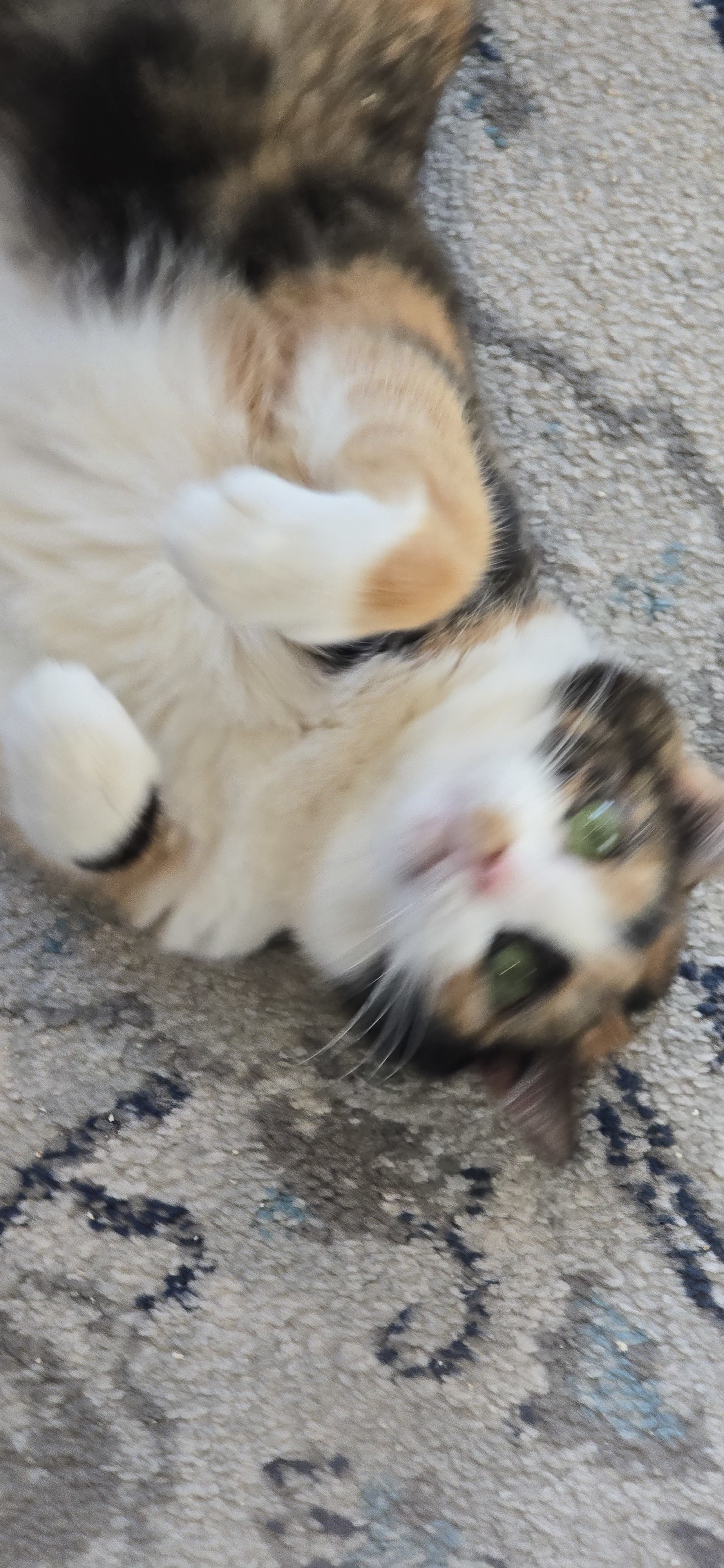 Linda