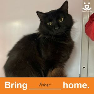 Asher, Young Male Domestic Medium Hair
