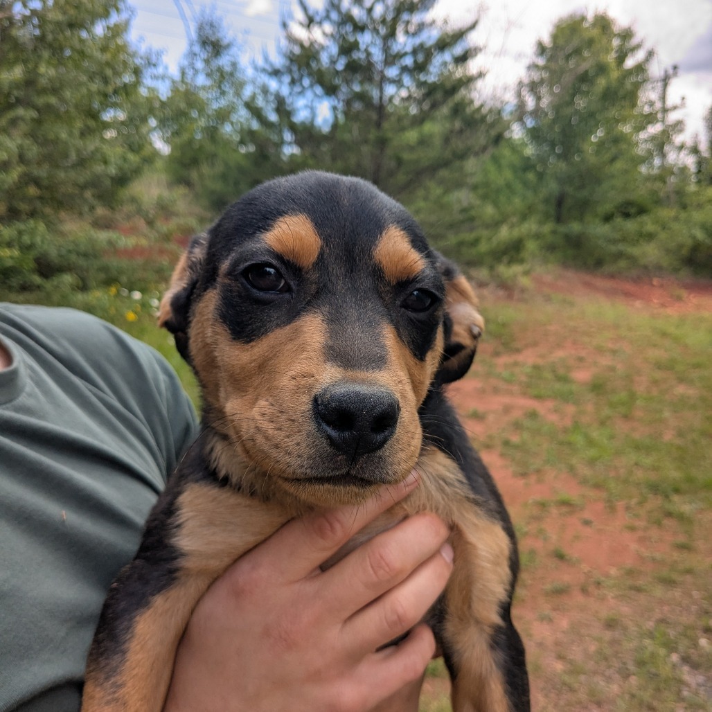 George (Curious George litter)