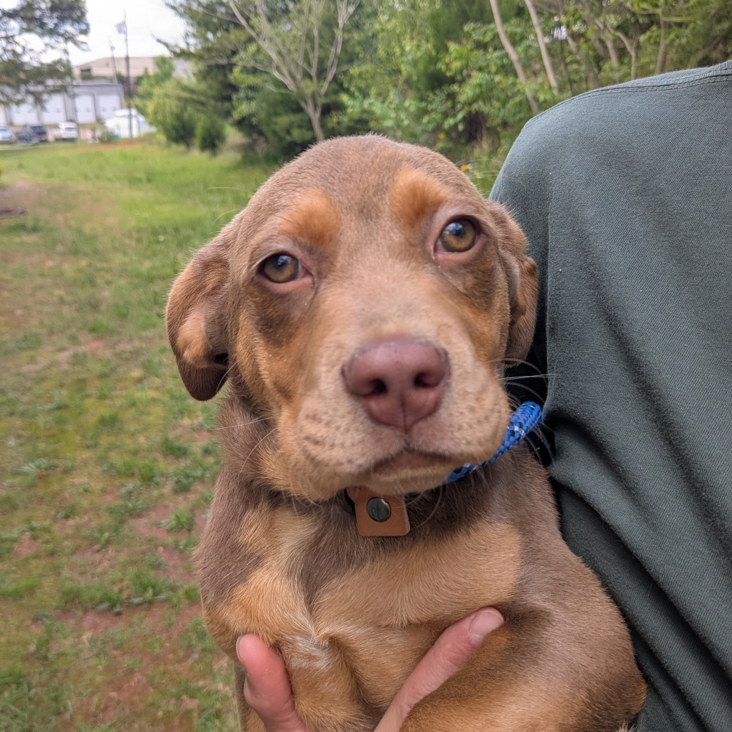 Monkey (Curious George litter}