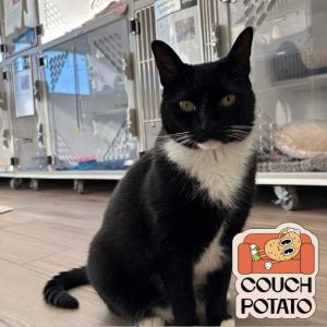 Willow Kitty, Adult Female Domestic Short Hair