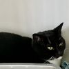 Willow Kitty photo 2