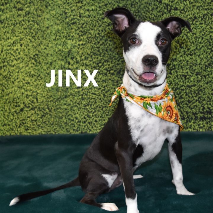 Jinx 1