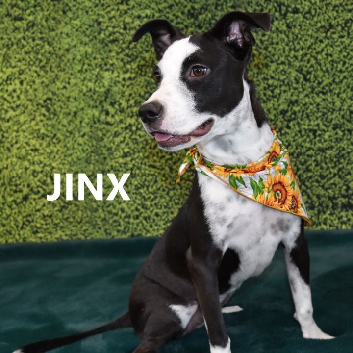 Jinx 3