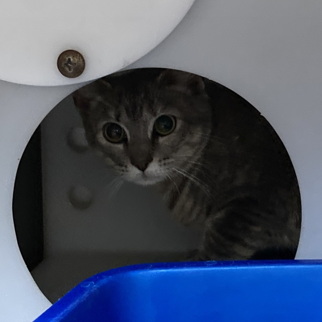 TNR Bank Cat