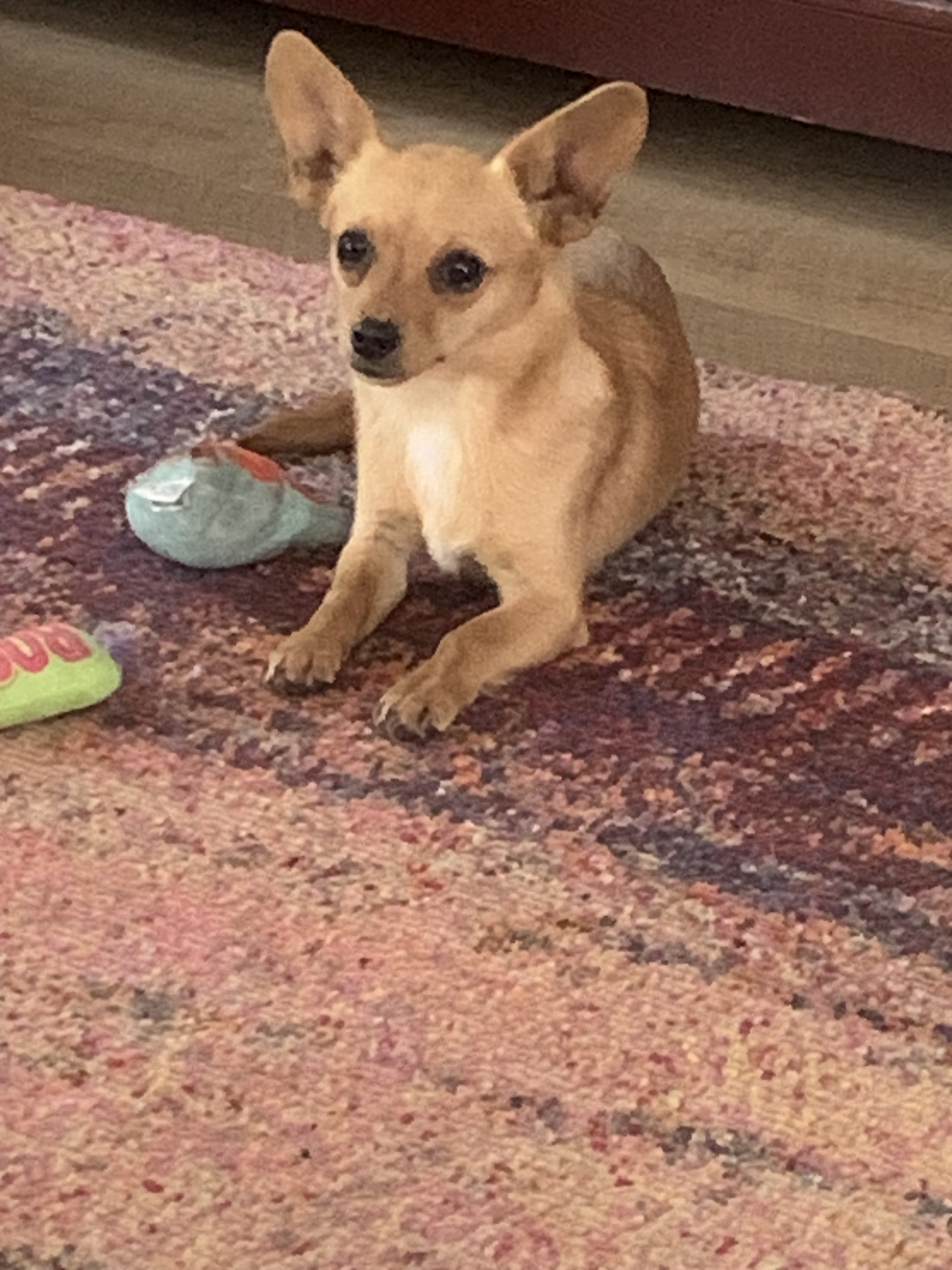 Petal, an adoptable Chihuahua in Twin Falls, ID, 83301 | Photo Image 1