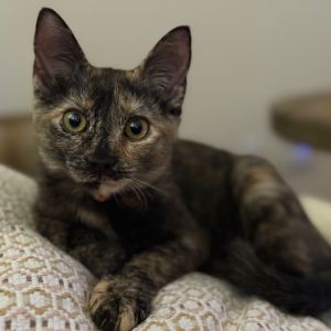 Linda Piper Rooter, Baby Female Domestic Short Hair