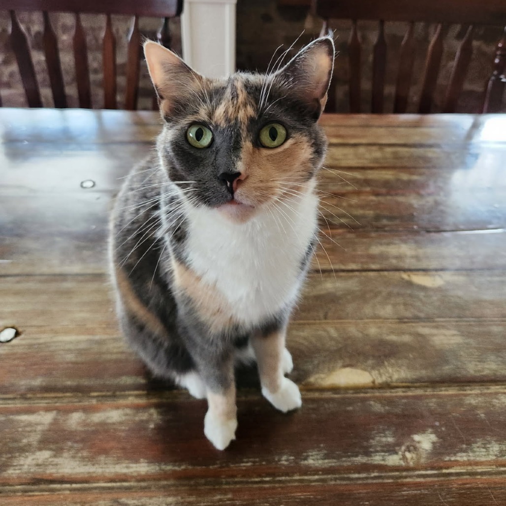 Daisy - IN FOSTER