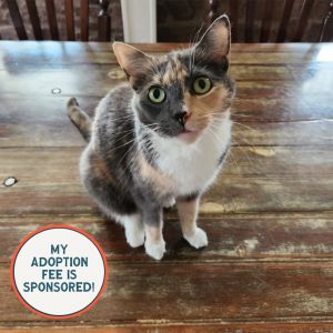 Daisy - IN FOSTER, Adult Female unknown