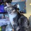 Daisy - IN FOSTER photo 2