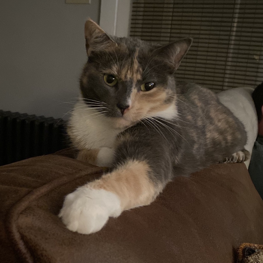 Daisy - IN FOSTER