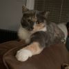 Daisy - IN FOSTER photo 3