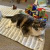 Daisy - IN FOSTER photo 4