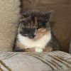 Daisy - IN FOSTER photo 5