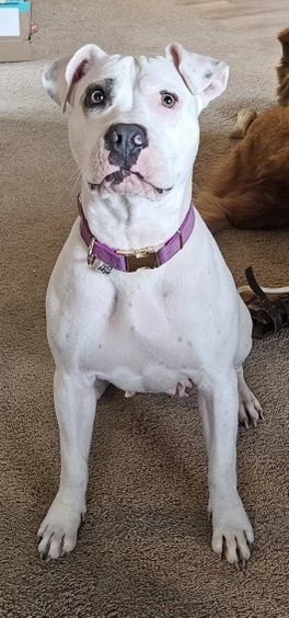 Pickle