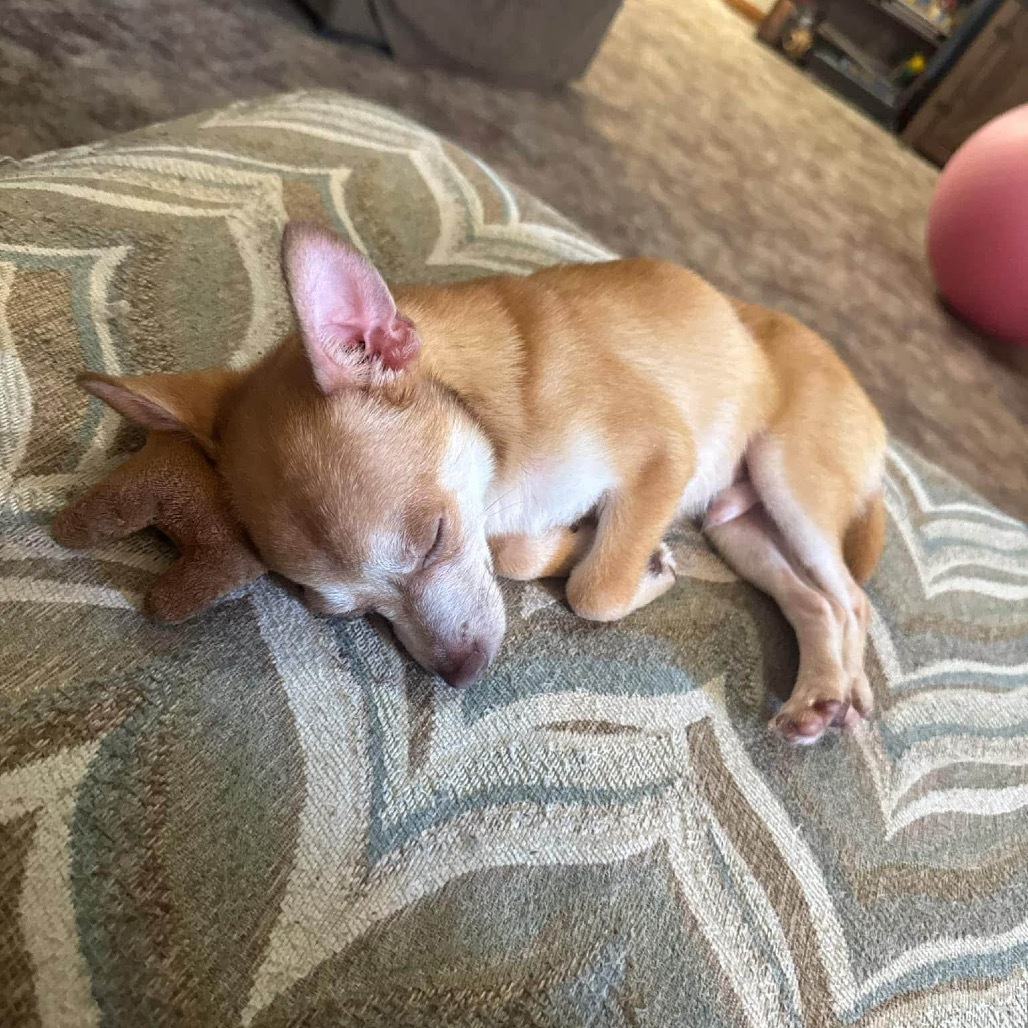 Taco
