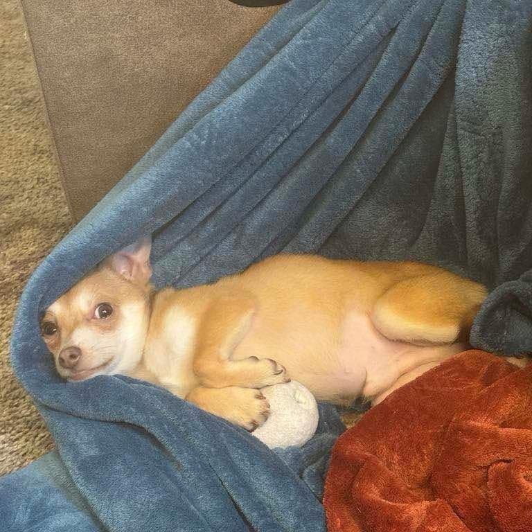Taco