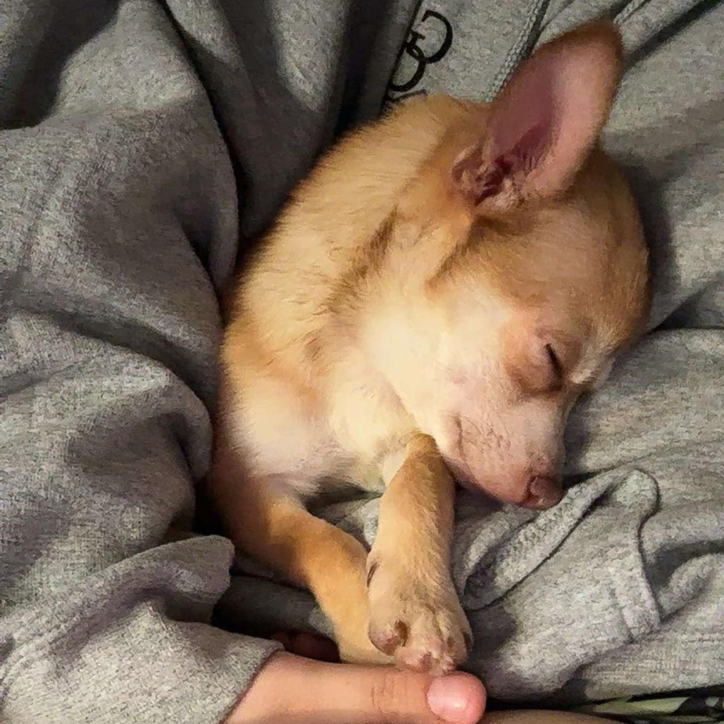 Taco