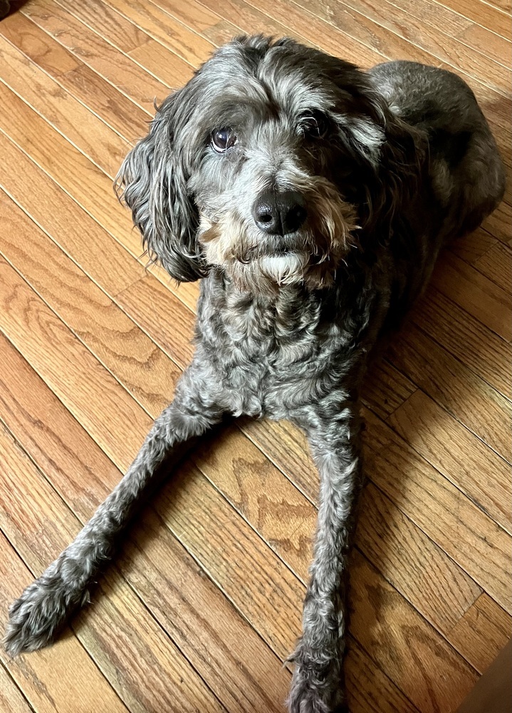 Leo (25-036 D), an adoptable Goldendoodle in Lansing, MI, 48910 | Photo Image 1