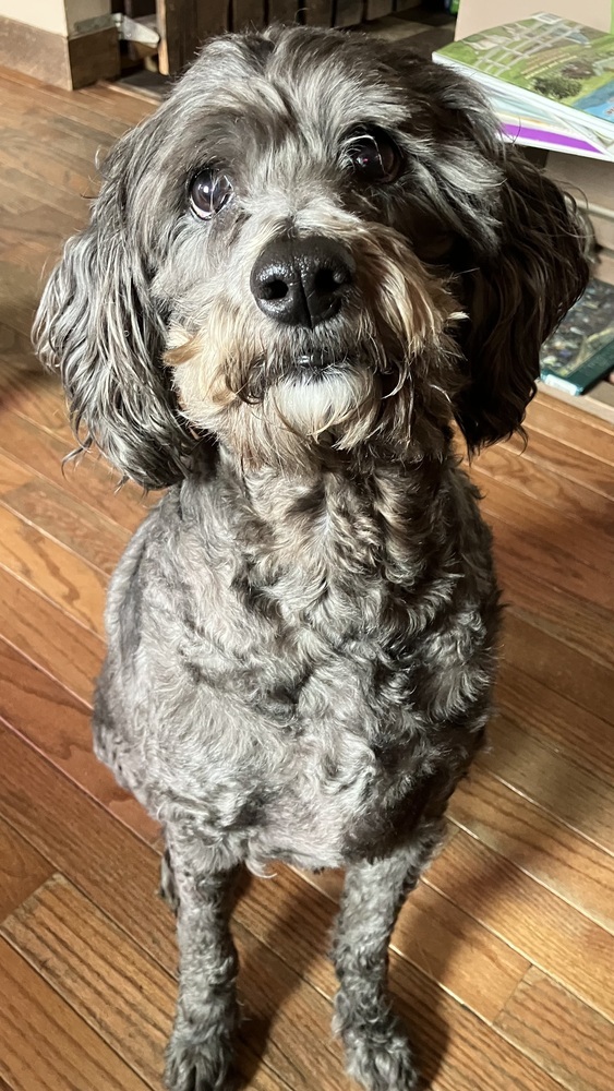 Leo (25-036 D), an adoptable Goldendoodle in Lansing, MI, 48910 | Photo Image 2