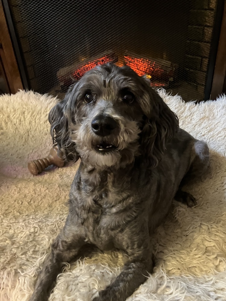 Leo (25-036 D), an adoptable Goldendoodle in Lansing, MI, 48910 | Photo Image 3