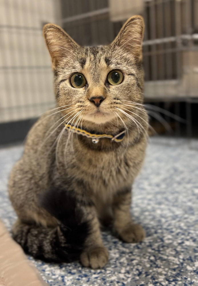 Isa, an adoptable Domestic Short Hair in Bemidji, MN, 56601 | Photo Image 1