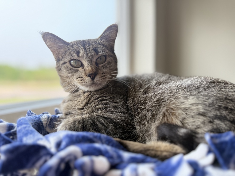 Isa, an adoptable Domestic Short Hair in Bemidji, MN, 56601 | Photo Image 1