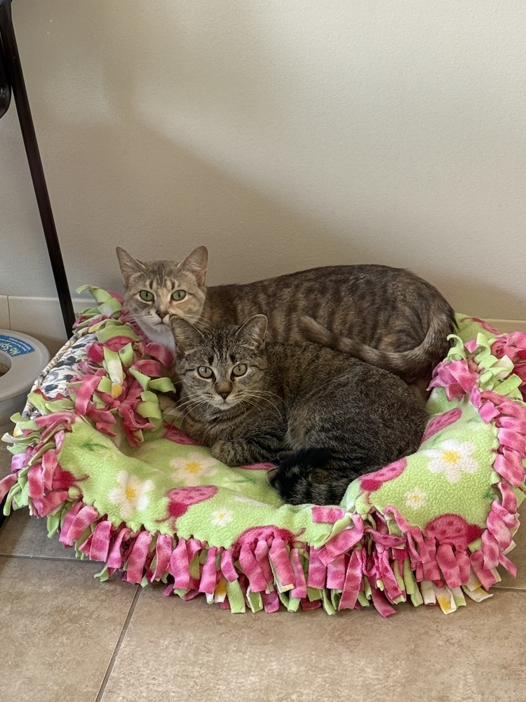 Isa, an adoptable Domestic Short Hair in Bemidji, MN, 56601 | Photo Image 2