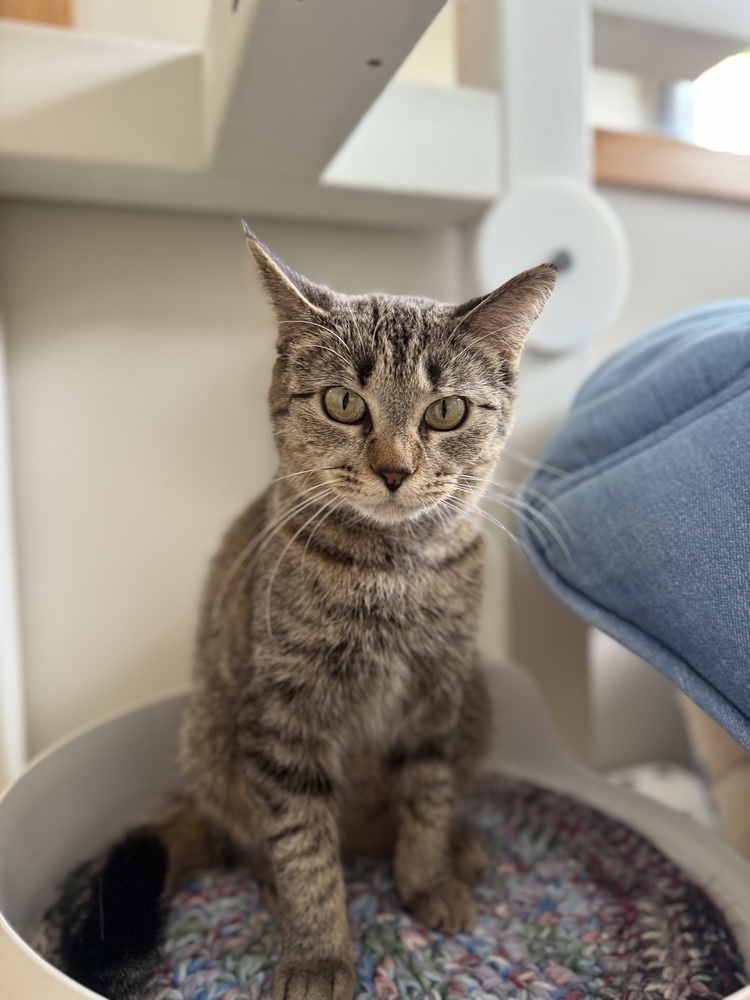 Isa, an adoptable Domestic Short Hair in Bemidji, MN, 56601 | Photo Image 3