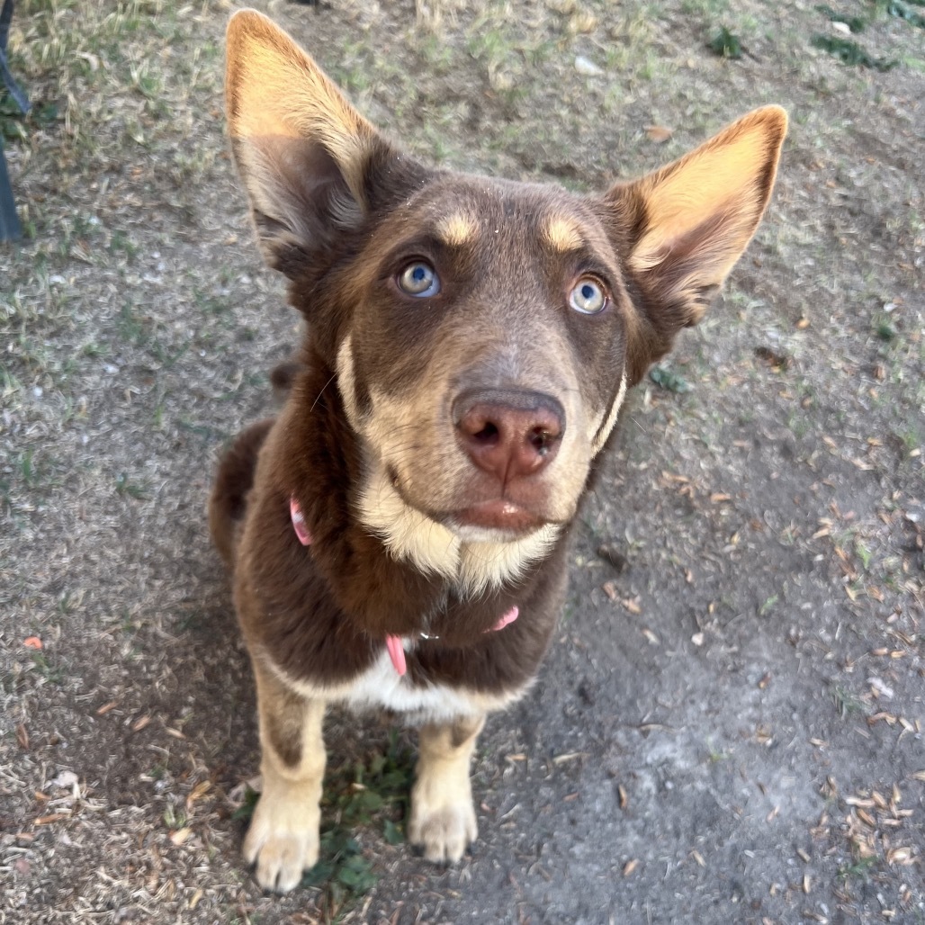 Missy, an adoptable Mixed Breed in Moab, UT, 84532 | Photo Image 1