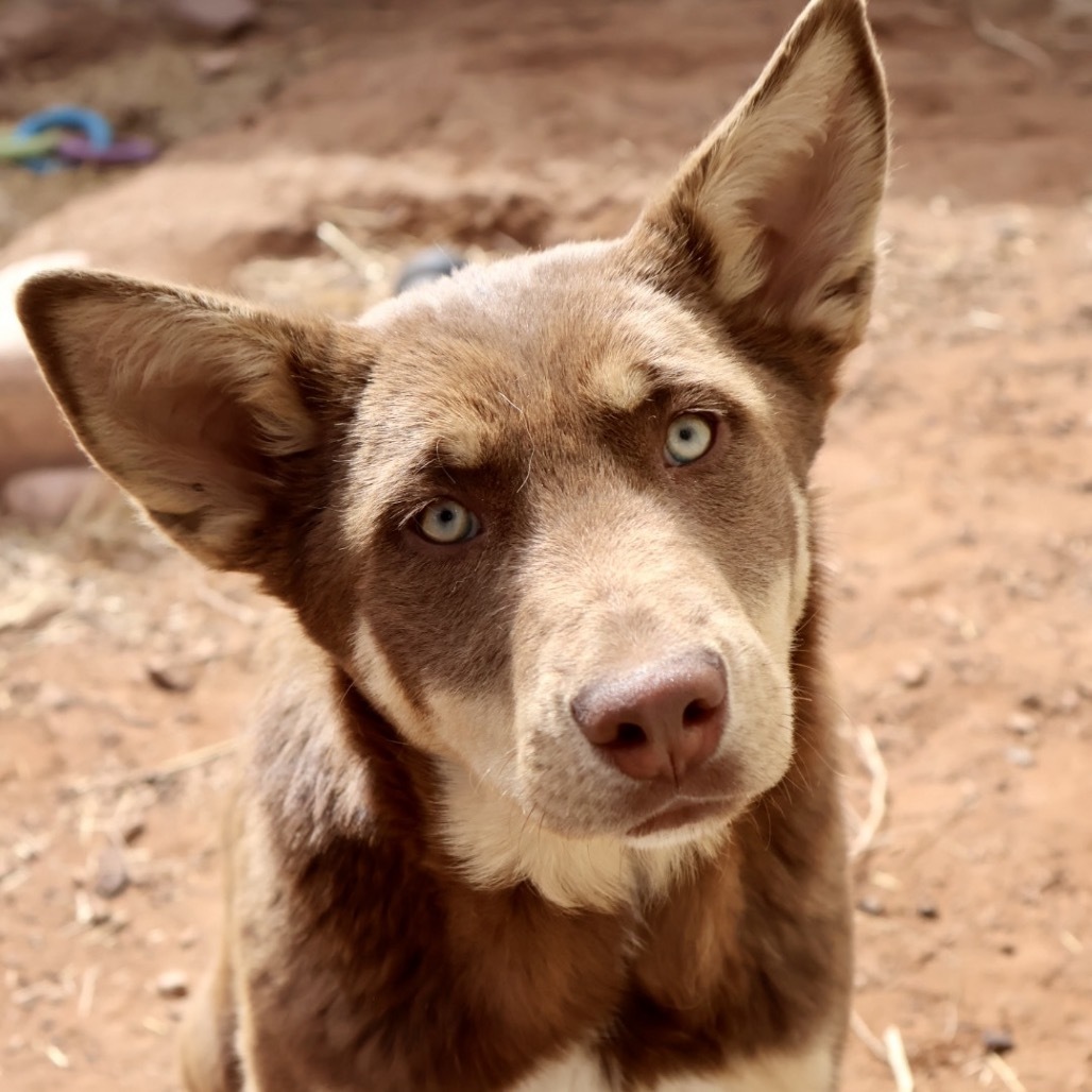 Missy, an adoptable Mixed Breed in Moab, UT, 84532 | Photo Image 2