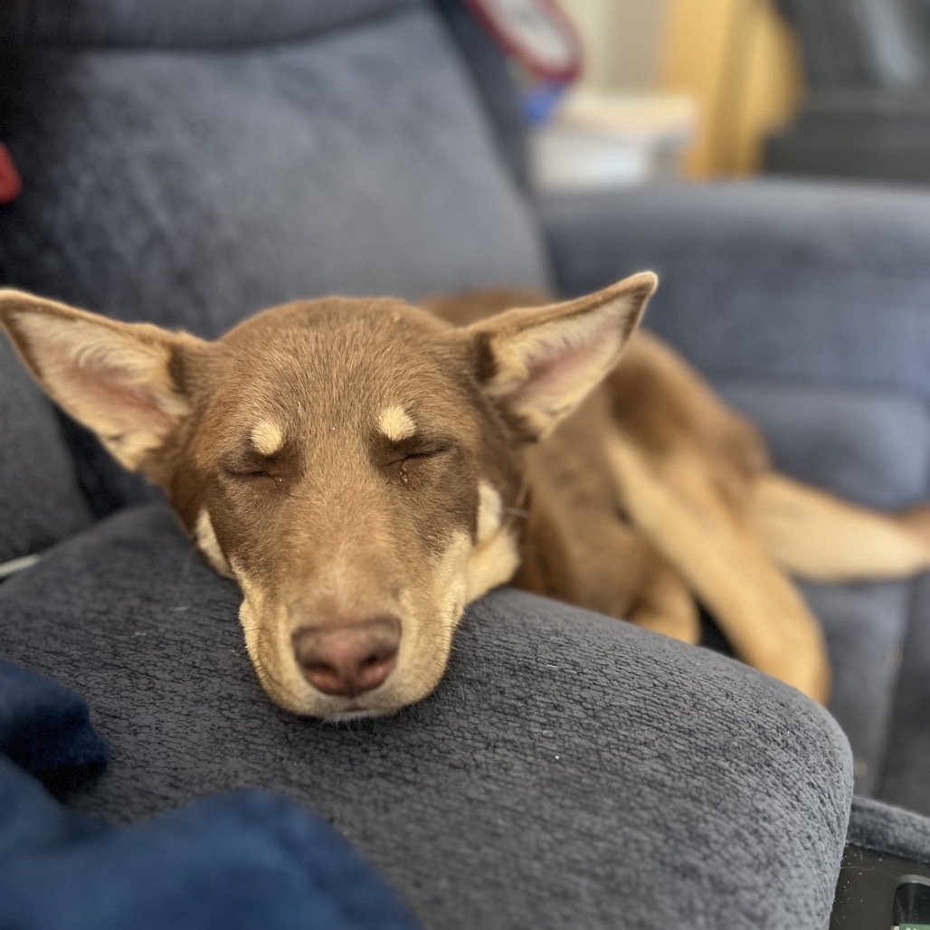 Missy, an adoptable Mixed Breed in Moab, UT, 84532 | Photo Image 3