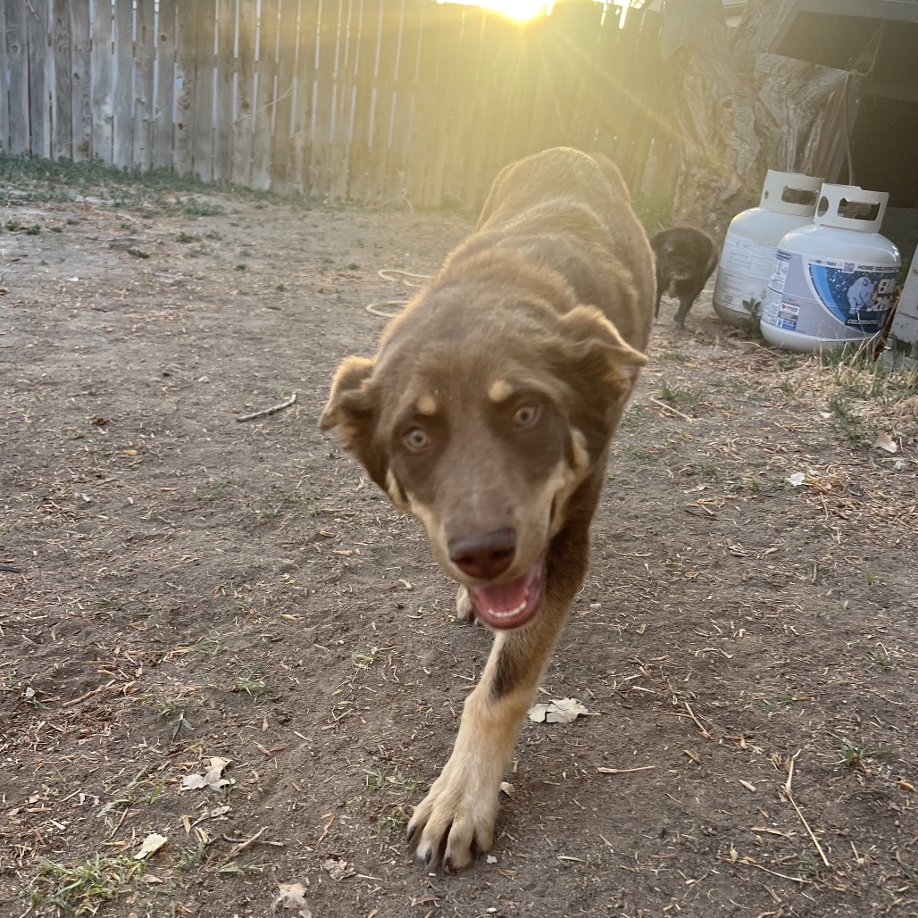 Missy, an adoptable Mixed Breed in Moab, UT, 84532 | Photo Image 4
