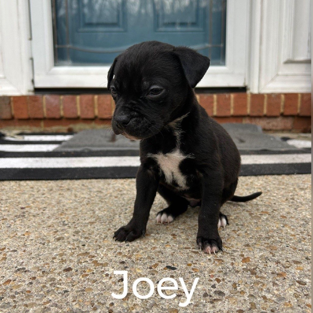 Joey