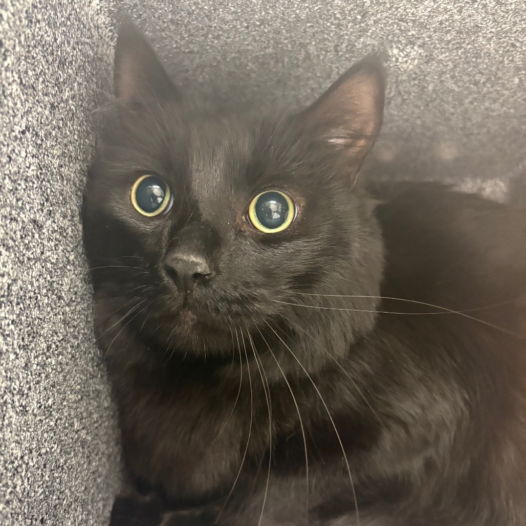 Elya, an adoptable Domestic Medium Hair in Reno, NV, 89502 | Photo Image 1