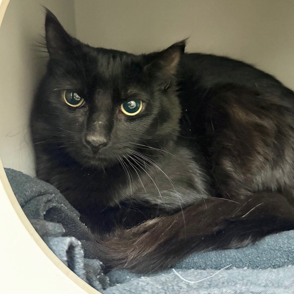 Virana, an adoptable Domestic Short Hair in Reno, NV, 89502 | Photo Image 1