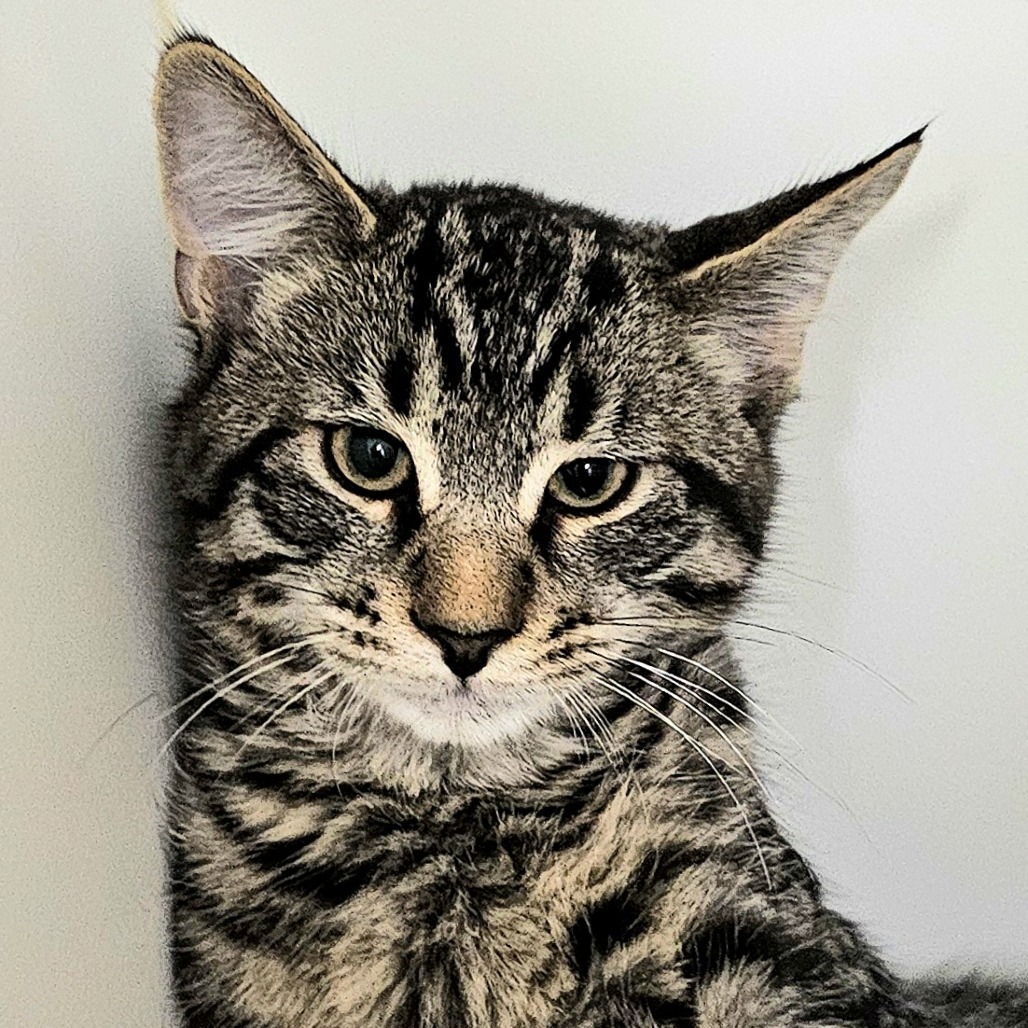 Nigel