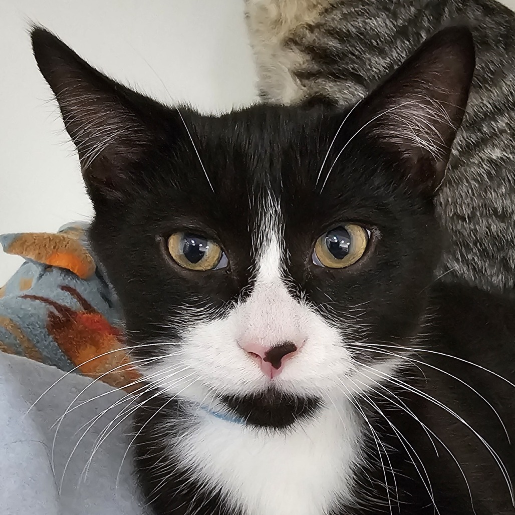 Nacho