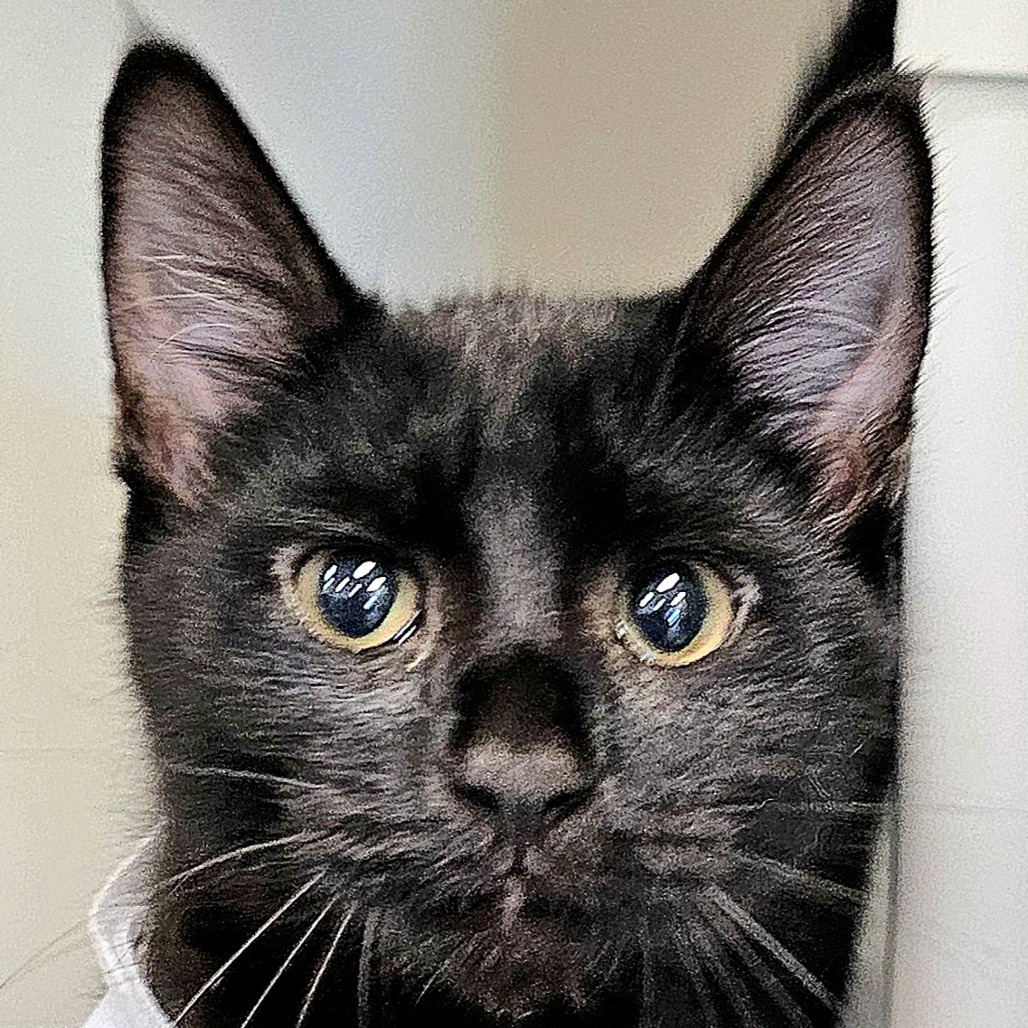 Nova