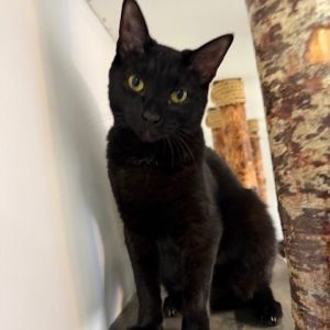 Missy is a sweet affectionate girl who loves chin rubs and attention from people