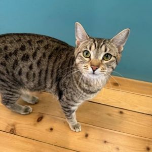 Freckles is a sweet and chatty girl who wants to be around you all the time She